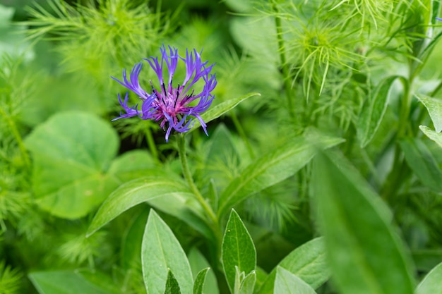 Selective focus shot of a wild purple flower surrounded with greenery