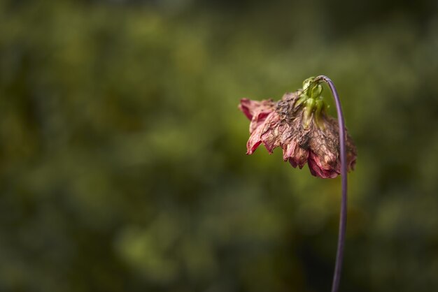 Selective focus shot of wilted flower