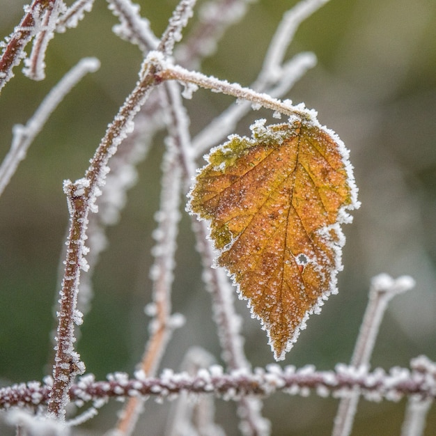 霜で覆われた枝に黄色の秋の葉のセレクティブフォーカスショット