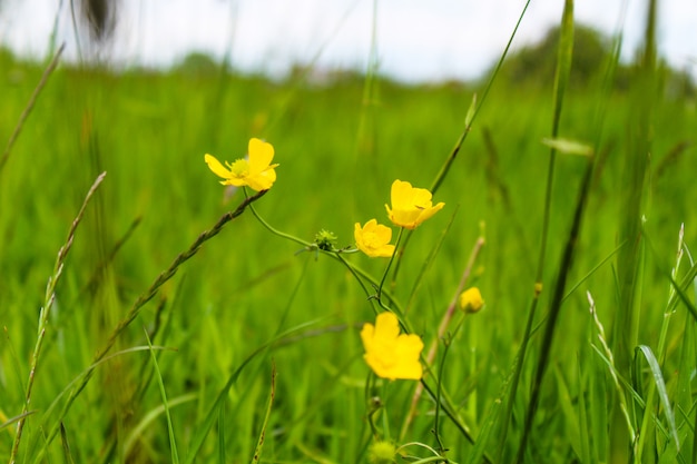 Selective focus shot of yellow creeping buttercup flowers growing among the green grass