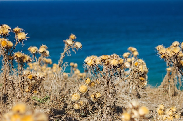 Selective focus shot of yellow dry plants with spikes next to a beach