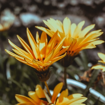 Selective focus shot of yellow gatsaniya flowers