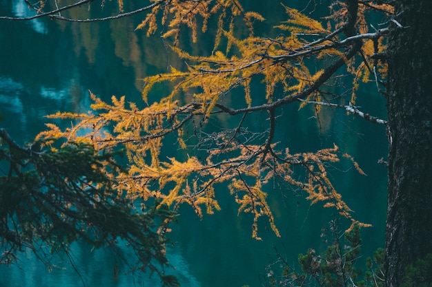 Selective focus shot of yellow larch tree near the water