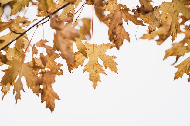 Selective focus shot of yellow leaves on branches isolated