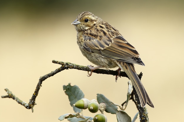 Selective focus shot of a Young Cirl Bunting with a sitting on an oak branch blurred background