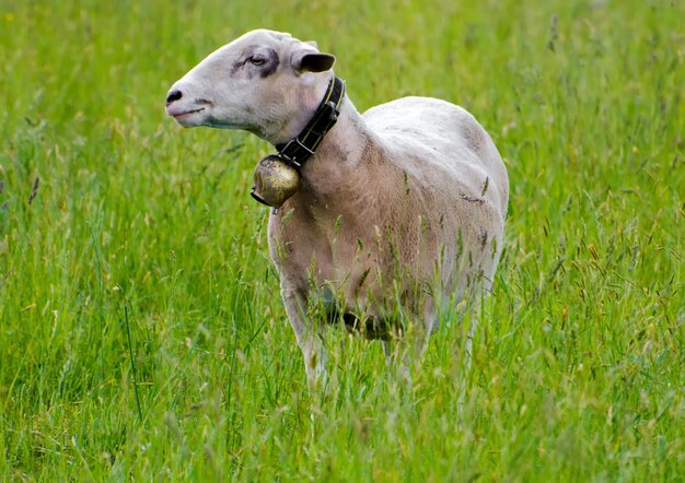 Selective focus shot of a young sheep in a green grass field