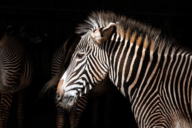 Selective focus shot of a zebra at the zoo