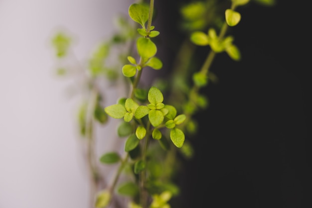 Selective focus of small growing lemon thyme under the lights