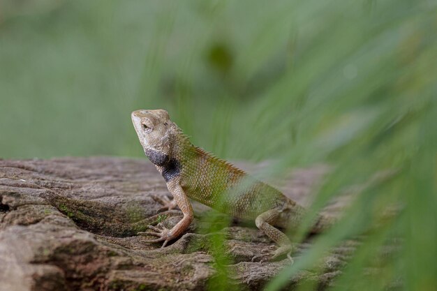 Selective focus of a small iguana on a rock