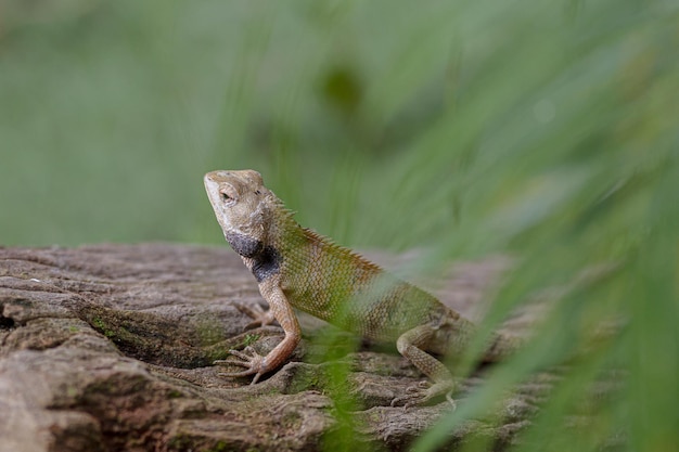 Selective focus of a small iguana on a rock