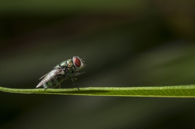 Selective focus of a small insect sitting on a grass leaf