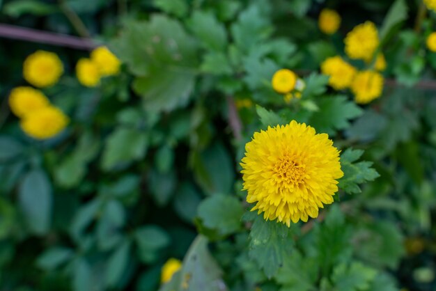 정원에서 자라는 작은 노란 국화 꽃의 선택적 초점