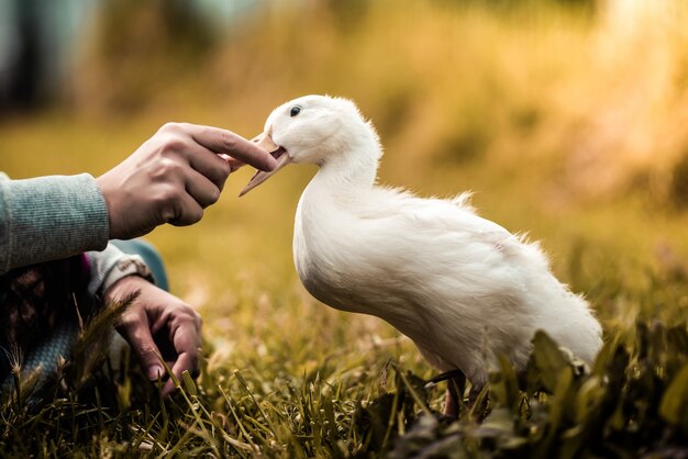 Selective focus of someone holding the white  ducks beak with their hands