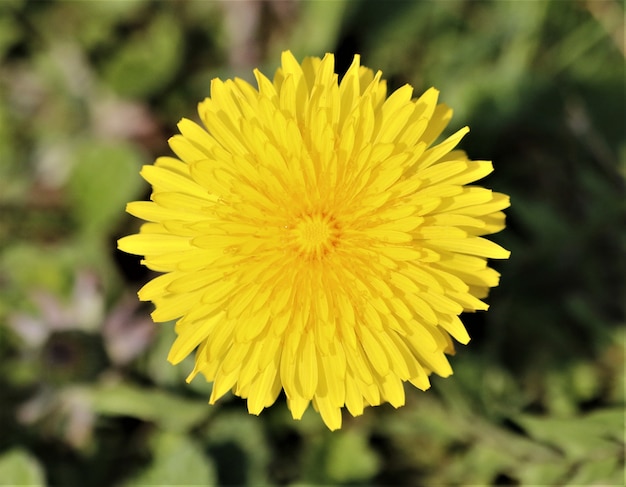 Selective focus of a sow thistle in a field under the sunlight