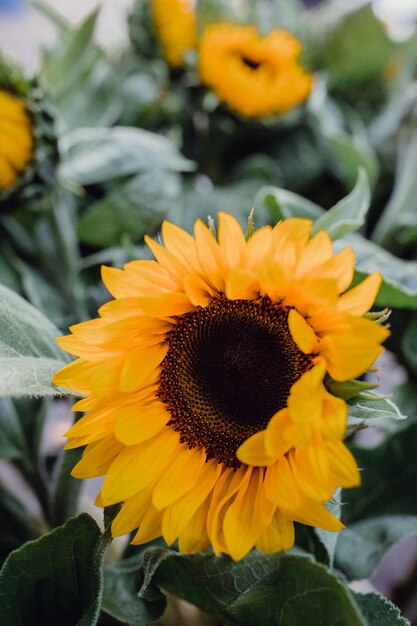 Selective focus of sunflower