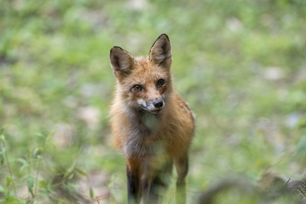 Selective focus of a Swift fox surrounded by greenery under the sunlight