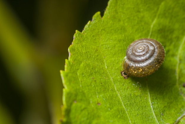 Selective focus of a transparent snail shell on a green leaf