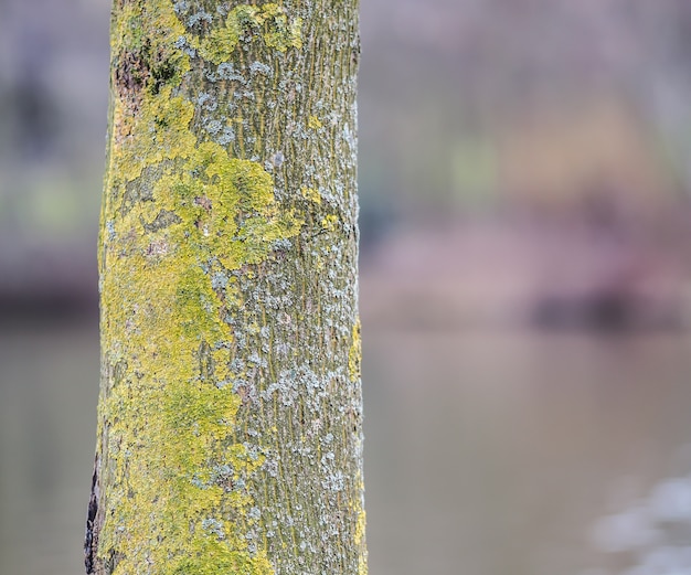 Selective focus of a tree bark covered in mosses under the sunlight at daytime