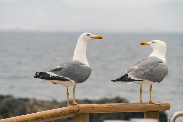 Selective focus of two seagulls perched on a wooden handrailing near a shore