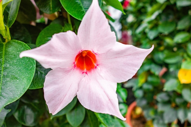 庭でキャプチャされた美しい白いマンデビラの花の選択的なフォーカスビュー