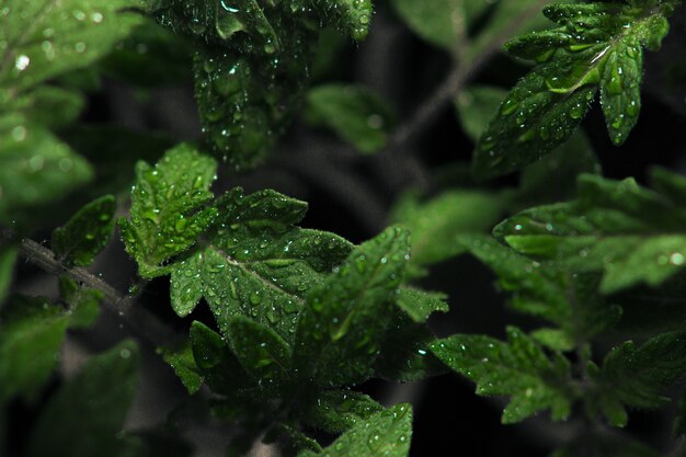Selective focus view of dew on leaves with dark background