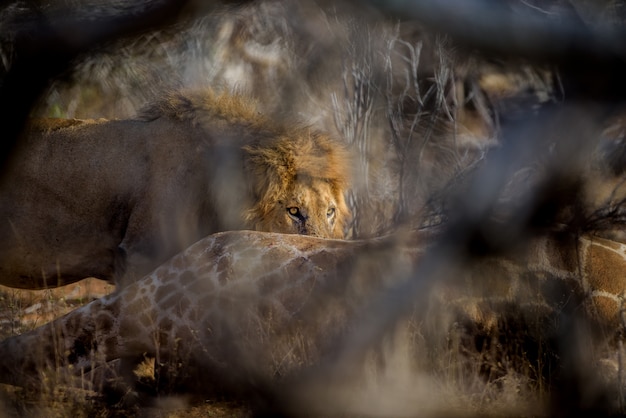 Foto gratuita vista di messa a fuoco selettiva di un leone posa a terra in lontananza