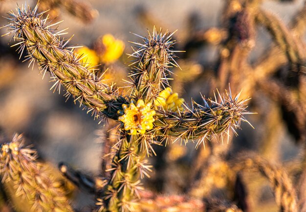 Selective focus view of small yellow flowers bloomed on a wild cactus in the desert