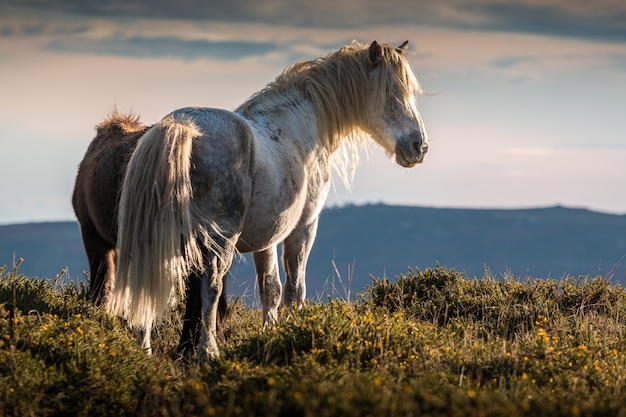 Free photo selective focus view of a stallion on the grass field with silhouette field background