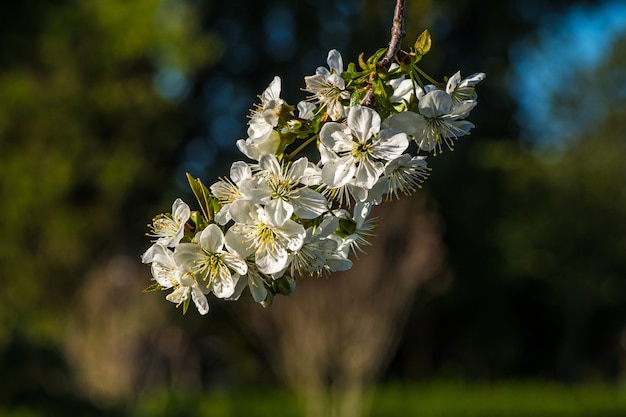 나뭇 가지에 흰 꽃의 선택적 초점-