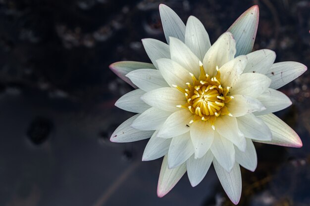 Selective focus  of a white wild lily in a pond with dark water wall