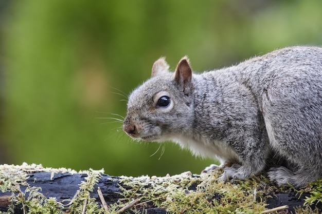 Selective focus of a wild squirrel on a mosscovered surface against a blurred background