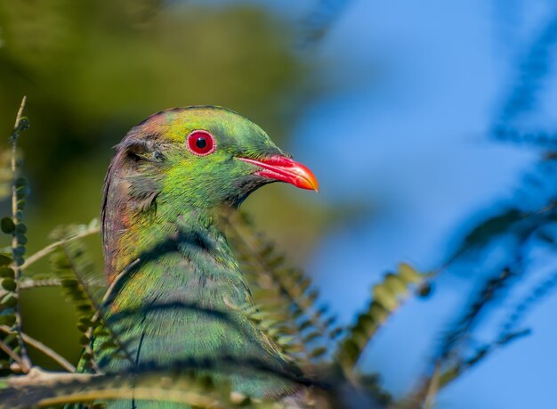 Selective focus of a wood pigeon in New Zealand