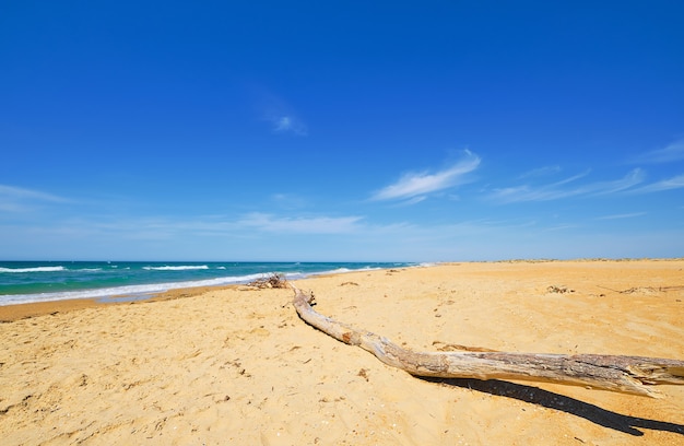 Selective focus on wooden log lying on the sand. Sandy wild beach, blue sea with clouds and blue sky on the coast. Beautiful ocean outdoor nature landscape,