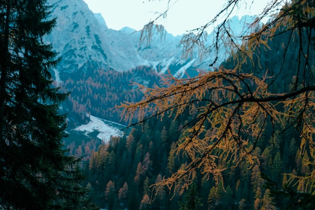 나무 덮여 산들과 함께 노란색 낙엽송 나무 가지의 선택적 초점