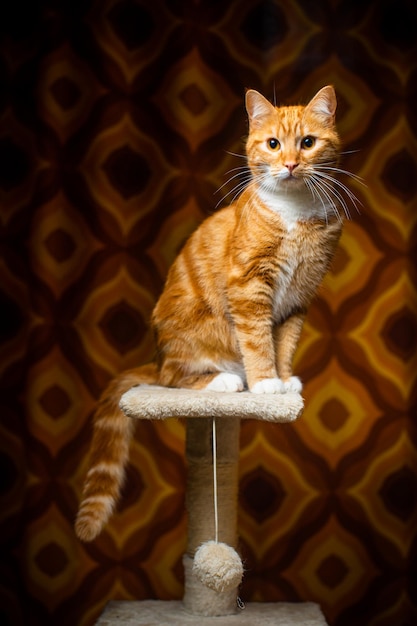 Foto gratuita selettivo di un gattino su un supporto con una palla soffice appesa