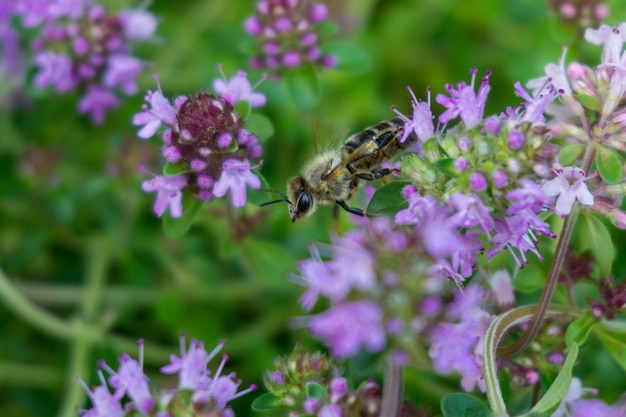 보라색 꽃에 앉아 꿀 꿀벌의 선택적 샷