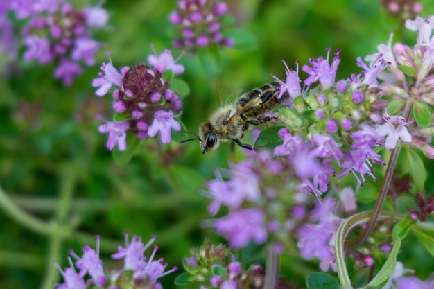 Selective shot of a honey bee sitting on a purple flower