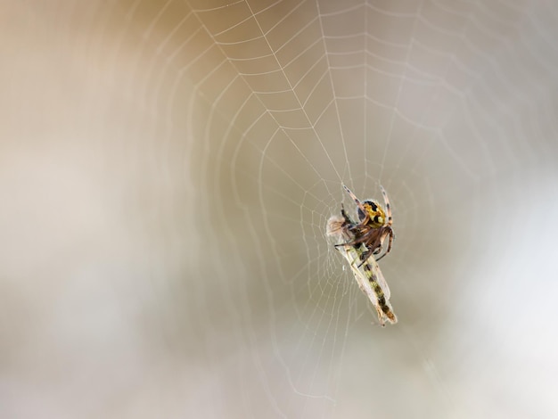 Free photo selective of a spider eating an insect captured in its web