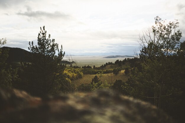 Selective wide shot of green trees under a white cloudy sky