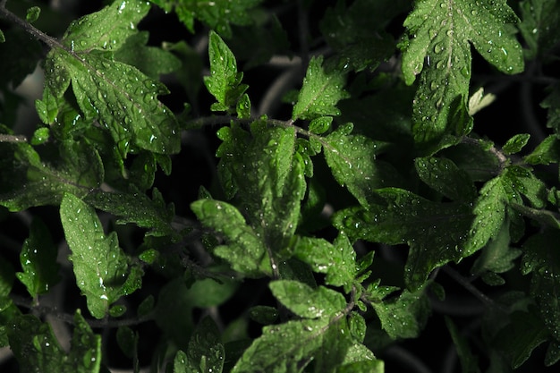 Selectively focused shot of wet green leaves