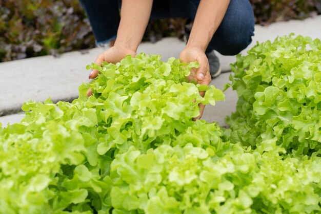 裏庭の庭から野菜を選ぶシニア大人カップル