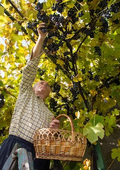 新鮮な​ブドウ​の​収穫​を​検査する​シニアファーマー​。​ブドウ園​で​ブドウ​を​収穫する​年配​の​男性