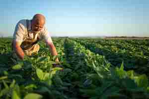 Foto gratuita agronomo agricoltore laborioso senior nel campo di soia controllando i raccolti prima del raccolto