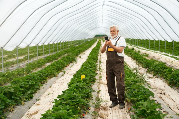 Senior man caring for strawberries in spacious greenhouse