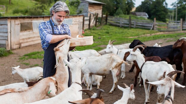 Senior man feeding goats