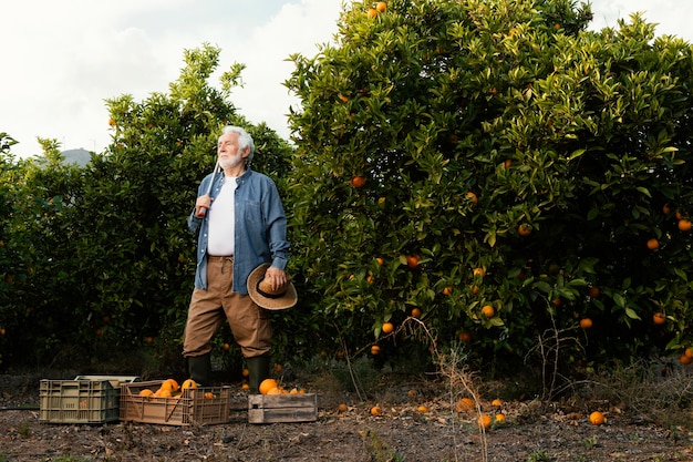 Uomo maggiore che raccoglie alberi di arancio da solo