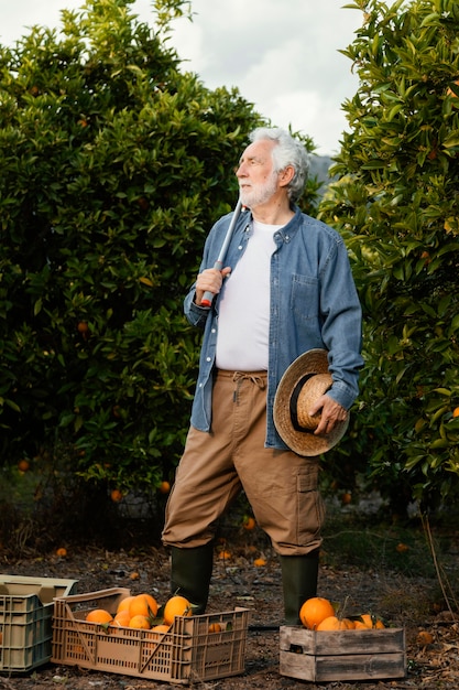 Senior man harvesting orange trees alone
