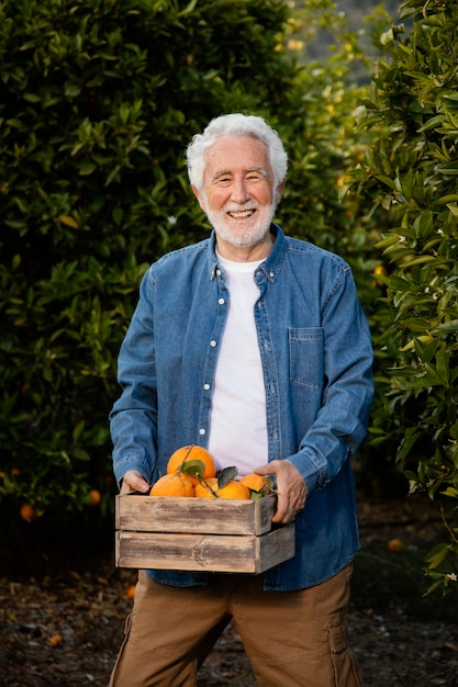 オレンジの木を一人で収穫する年配の男性