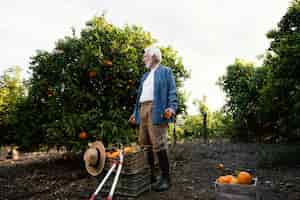 Free photo senior man harvesting orange trees