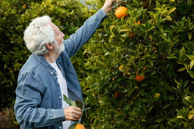 Старший мужчина собирает апельсиновые деревья